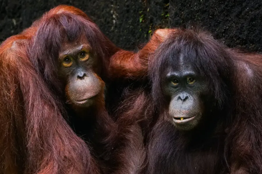 Two adult orangutans resting close together.