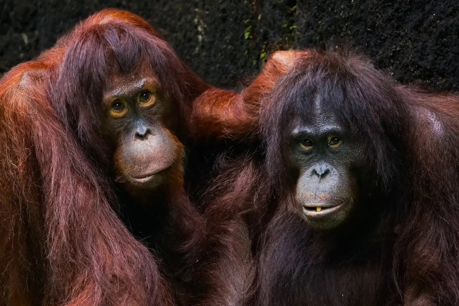 Two adult orangutans resting close together.