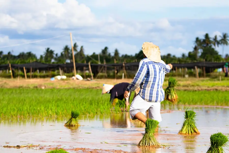 Farmers planting rice in a flooded paddy in Laos