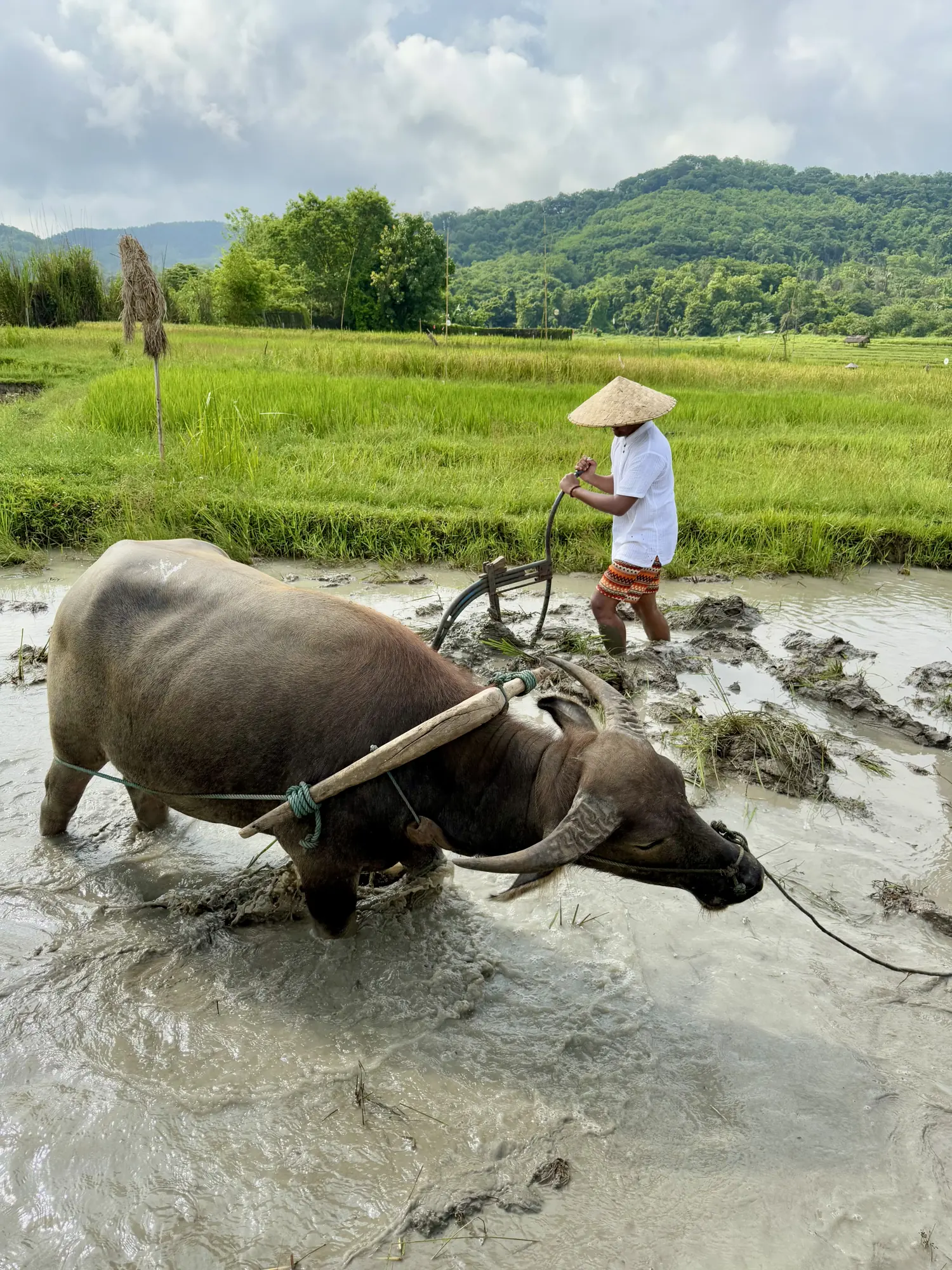 Alaya co-founder Merald Ayson ploughing a rice paddy behind a water buffalo on a farm in Luang Prabang, Laos.