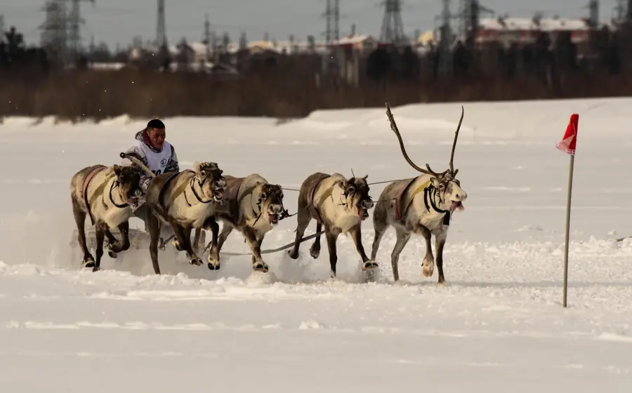 Reindeer in a snowy northern landscape.