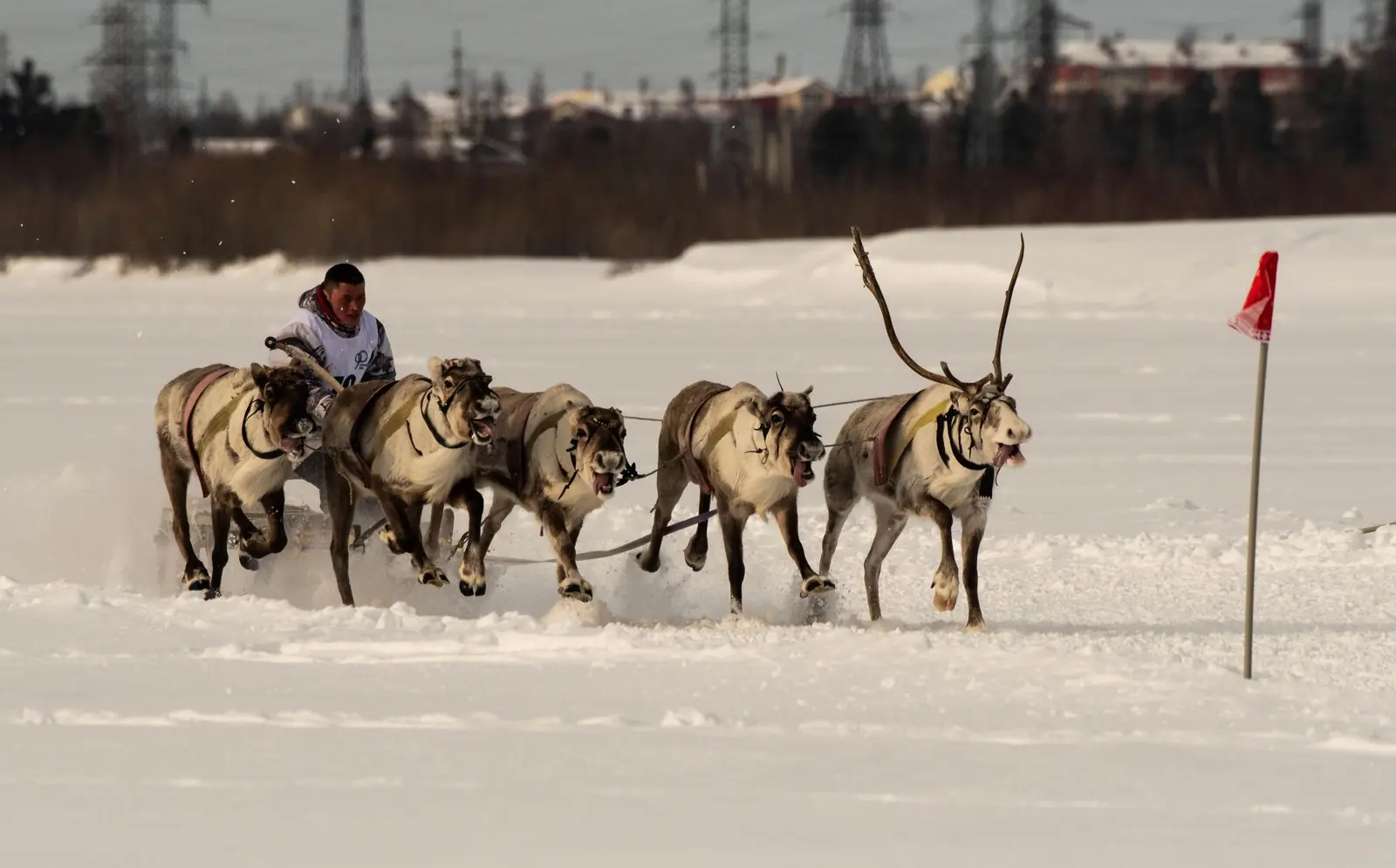 Reindeer in a snowy northern landscape.