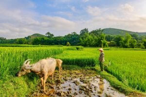 buffalo, man, field, road, paddy field, nature, silk, mountain, hill, rice, planting, laos
