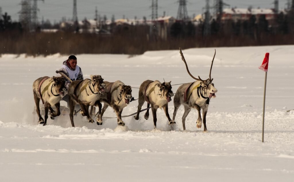 Exciting reindeer sled race captured in snowy Novy Urengoy, showcasing winter sports action.