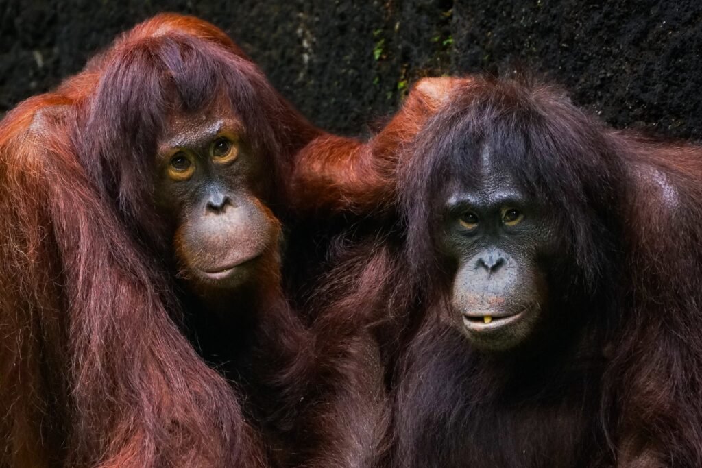 Close-up of two adult orangutans relaxing against a dark background, showcasing their natural fur textures.
