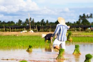 Farmers planting rice in the vibrant fields of Laos, capturing rural life and agriculture.